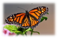 Метелик Монарх, Данаида Монарх (Danaus plexippus)